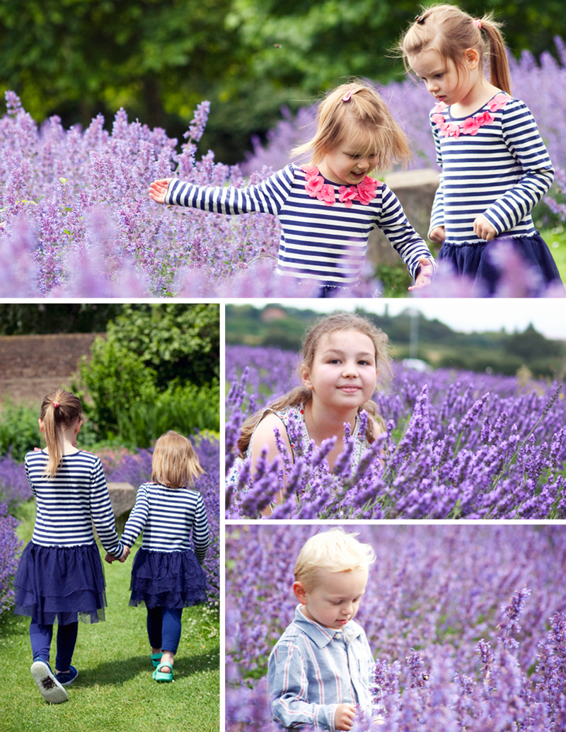 family photo shoot in the lavender fields