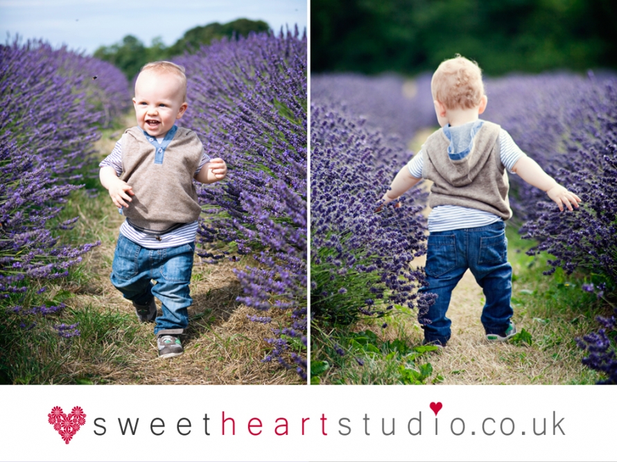 mayfield lavender mini session